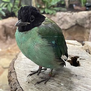 Hooded pitta (Pitta sordida)