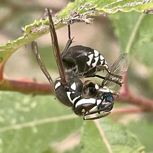 Bald-faced Hornet