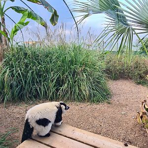 Indoor lemur area, Jimmy's Farm