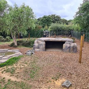 Spotted Hyena exhibit, Colchester Zoo