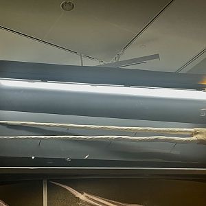 Double-tusk Narwhal Skull