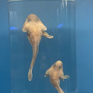 South Georgian Plunderfish