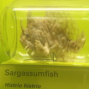 Sargassum Fish