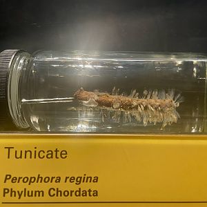 Tunicate