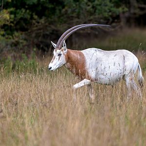 Scimitar Horned Oryx / Watatunga / 15-9-22