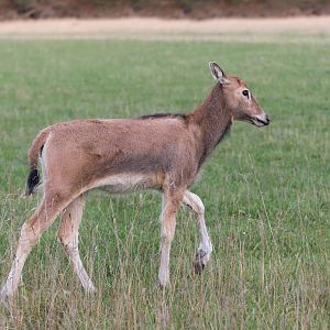 Père David's Deer / Watatunga / 15-9-22