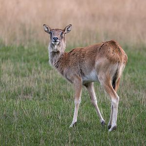 Nile Lechwe / Watatunga / 15-9-22