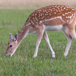 Fallow Deer / Watatunga / 15-9-22