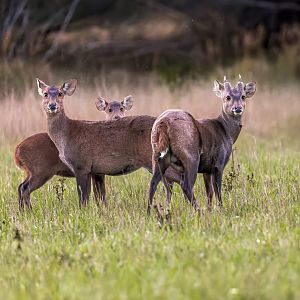Hog Deer / Watatunga / 15-9-22