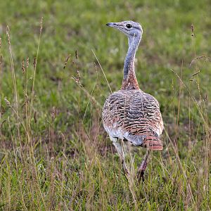 Great Bustard / Watatunga / 15-9-22