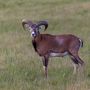 Mouflon/ Watatunga / 15-9-22