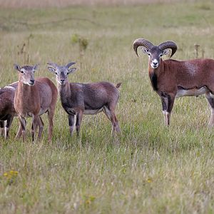 Mouflon/ Watatunga / 15-9-22