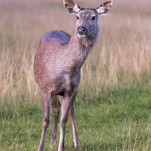 Malayan Sambar / Watatunga / 15-9-22