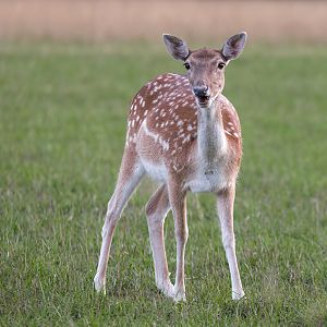 Fallow Deer / Watatunga / 15-9-22