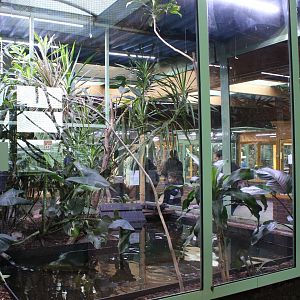 Enclosure Cuvier's dwarf caiman