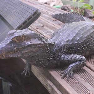 Cuvier's dwarf caiman