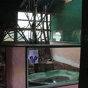 Indoor enclosure Ring-tailed lemur