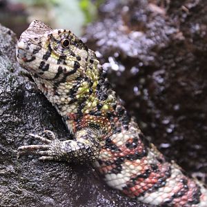 Chinese crocodile lizard