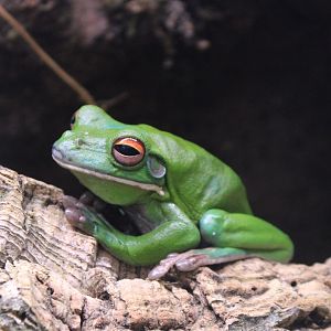 White-lipped Tree Frog