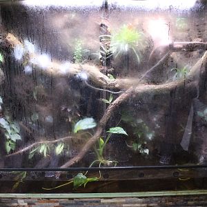 Enclosure Australian tree frog