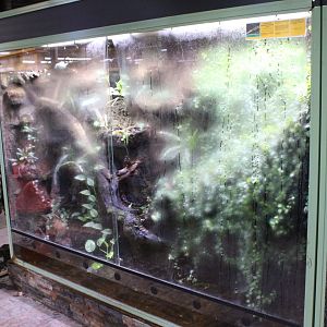 Enclosure Chinese crocodile lizard