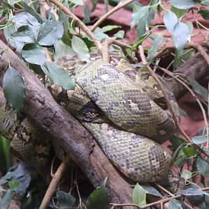 Malagasy tree boa - Sanzinia madagascariensis