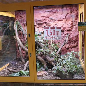 Enclosure Madagascar boa's and Day gecko