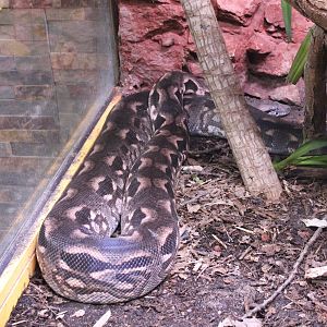 Malagasy ground boa - Acrantophis madagascariensis