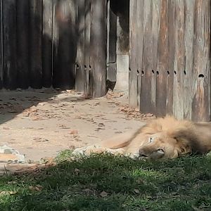 Never Have I Related to a Lion More