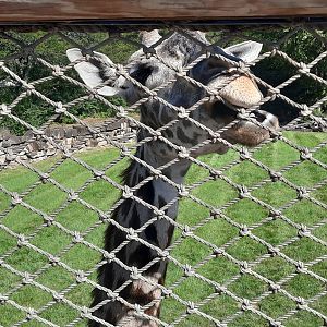 Giraffe Within Arms Reach