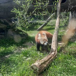 Red Panda