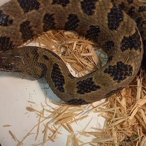 Brown watersnake - Nerodia taxispilota