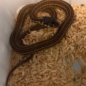 Thamnophis eques patzcuarensis