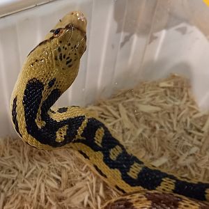 Gopher snake - Pituophis catenifer deserticola