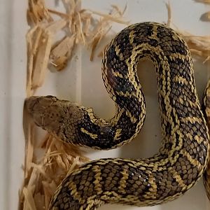Santa Cruz gopher snake - Pituophis catenifer pumilus