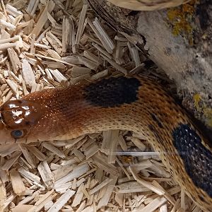 Mexican pine snake - Pituophis deppei deppei
