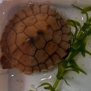 Ouachita map turtle - Graptemys ouachitensis