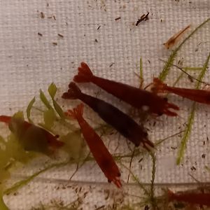 Cherry shrimps - Neocardia heteropoda