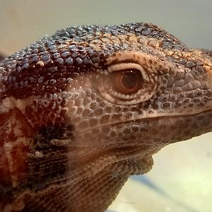 Varanus macraei