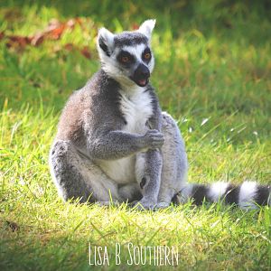 ring tailed lemur
