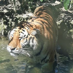 Just swimmin' and smilin'