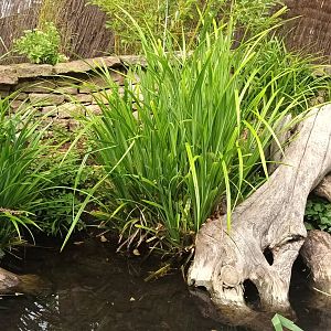 European and Mediteranean Pond Turtle Enclosure