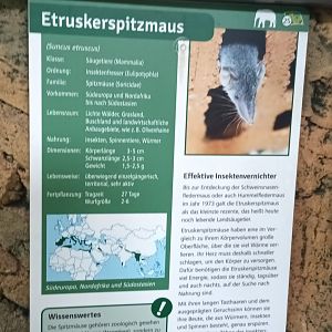 Signage Etruscan Shrew