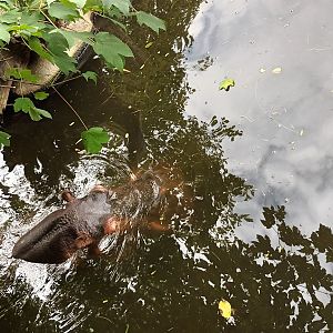 Common Hippopotamus