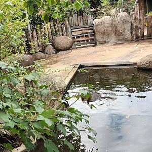 Common Hippopotamus outdoor Enclosure