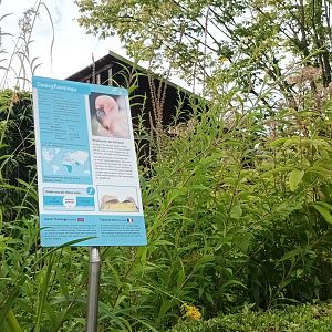 Signage Lesser Flamingo
