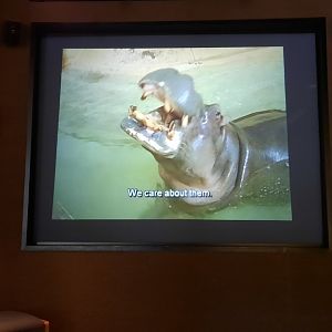 The Late Blackie the Hippo