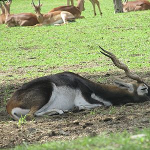 male blackbuck at africam safari
