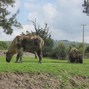 takins at africam safari