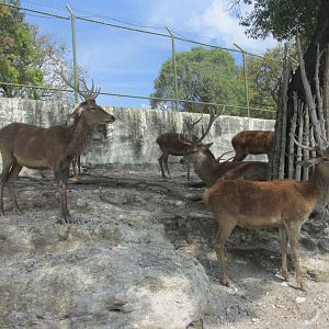 red deer at africam safari